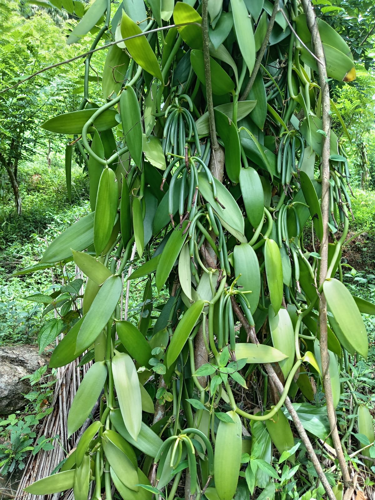Lush vanilla garden